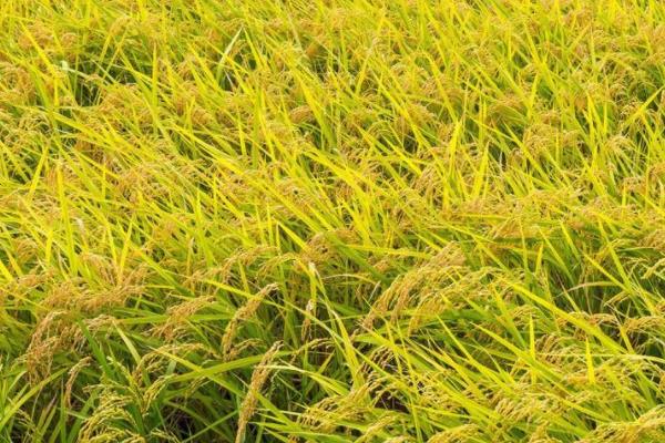 得两优香油占水稻品种简介，每亩有效穗数17.7万