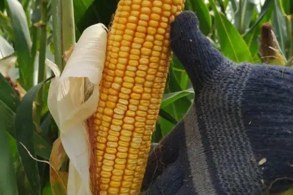 吉农玉719玉米种子特征特性，4月下旬至5月上旬播种