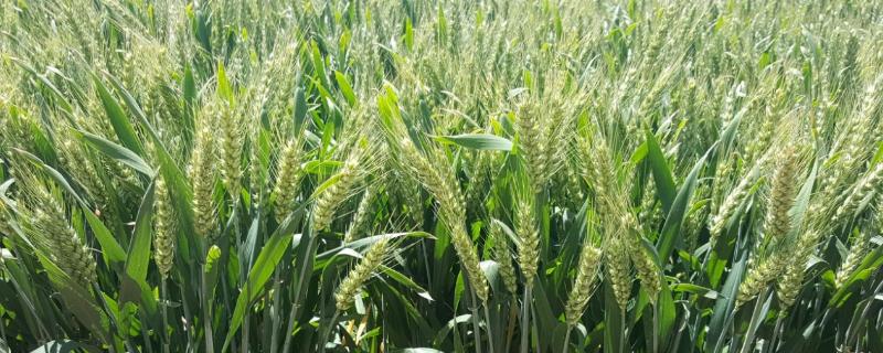 天选79号小麦品种简介，抽穗后注意防治蚜虫