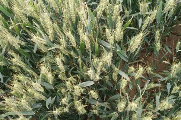 龙麦86小麦种子简介，中抗秆锈病