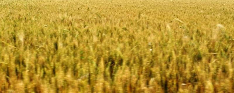 龙麦86小麦种子简介，中抗秆锈病