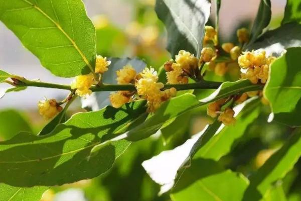 哪些花最好不要一起养，不同花卉养在一起也有相生相克