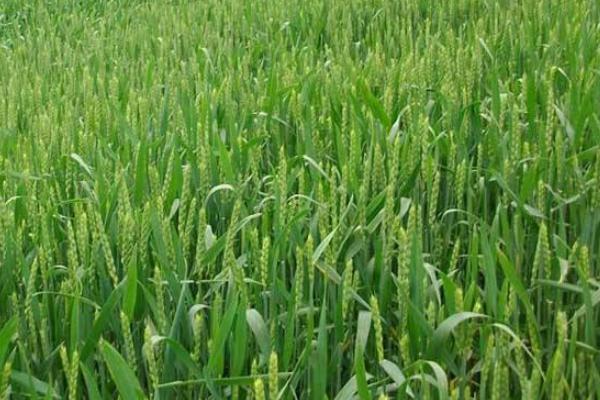 徐麦47小麦种子特点，适宜播种期10月5日—25日