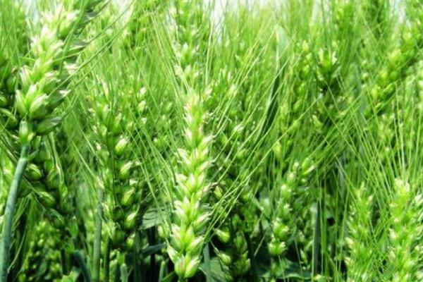 徐麦47小麦种子特点，适宜播种期10月5日—25日