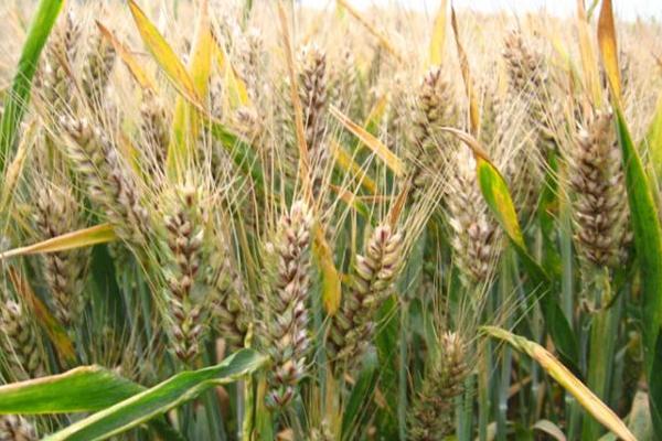 徐麦47小麦种子特点，适宜播种期10月5日—25日