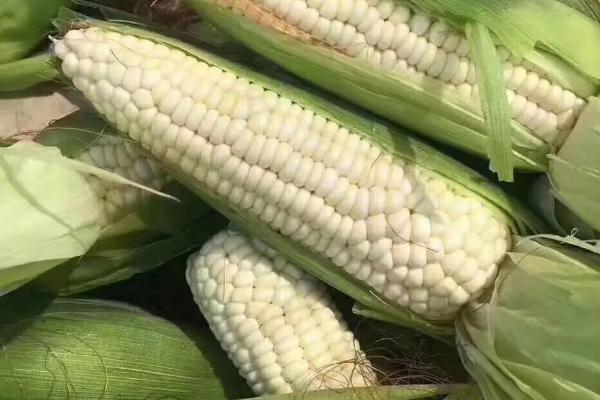 石甜糯8号玉米品种的特性，适宜密度为4000株/亩左右