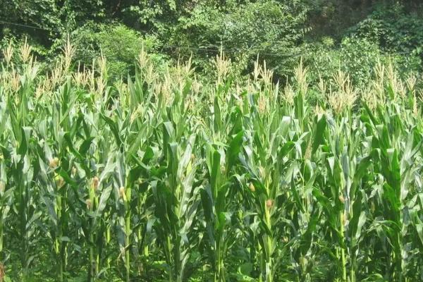 金顺178玉米种简介，全生育期注意防治病虫草害
