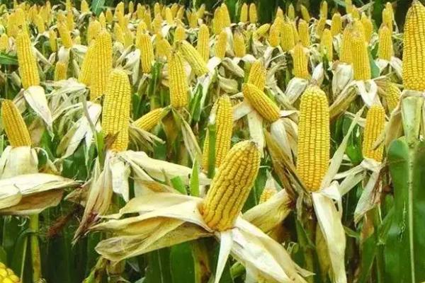 粮源718玉米种子特点，适宜播期为6月15日左右