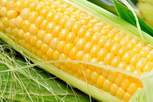 邯玉386玉米种子特点，适宜播期为6月10日左右