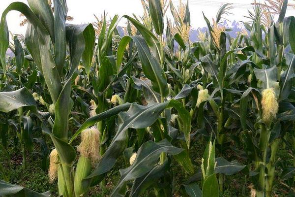 冀玉757玉米种简介，适宜密度为5000株/亩左右