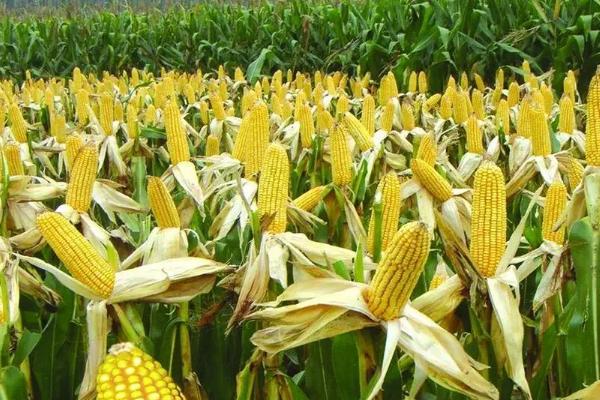 渤单299玉米种子介绍，防治杂草