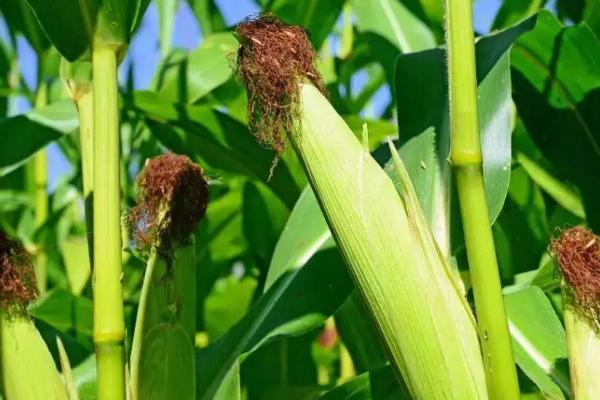 太行糯201玉米品种的特性，适宜播期春播为5月5日左右