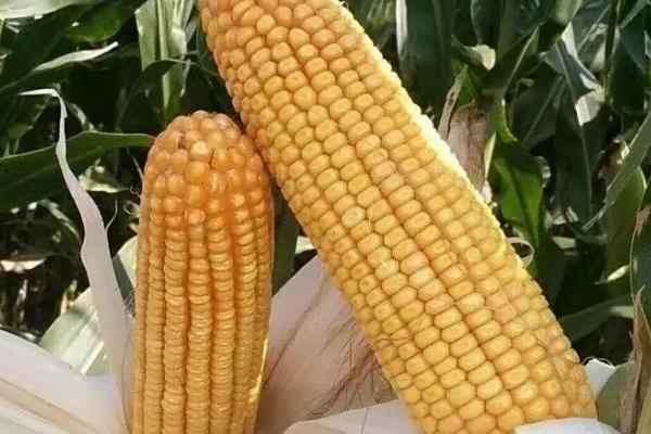 达育166玉米种子介绍，适宜密度为4000株/亩左右