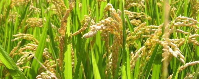 科珞优108水稻种子介绍，秧田亩播种量约15公斤