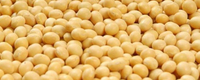 万鲜1号大豆品种简介，该品种属菜用大豆品种