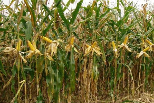 东单1331玉米种子特点，注意防治丝黑穗病