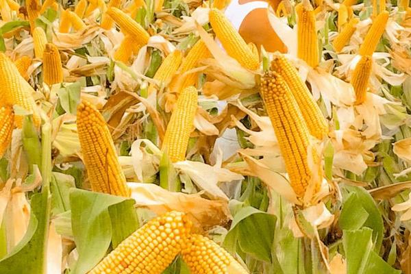 东单1331玉米种子特点，注意防治丝黑穗病