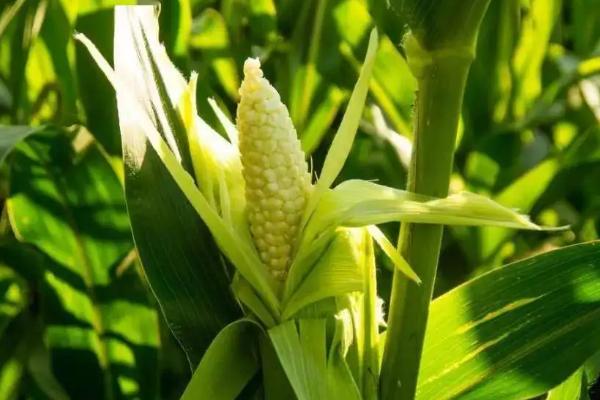 邦玉1806（区试名称：FS1806）玉米种子特征特性，播种前要犁耙好地