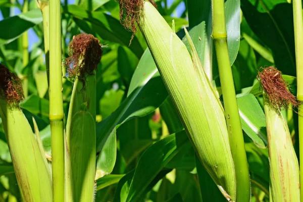 邦玉1806（区试名称：FS1806）玉米种子特征特性，播种前要犁耙好地