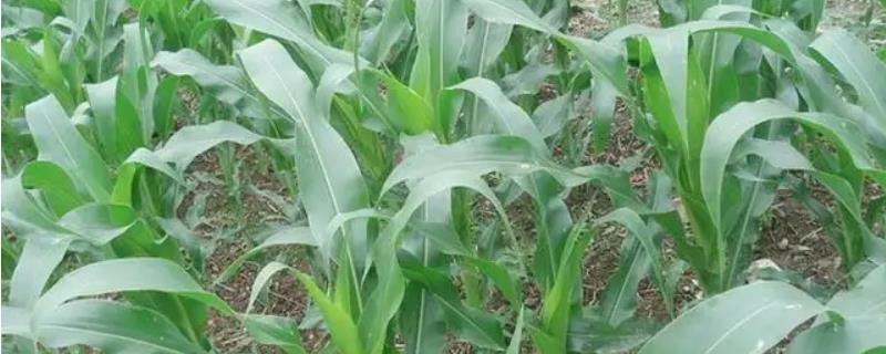 金博士885玉米种子特征特性，1月中旬至8月上旬播种