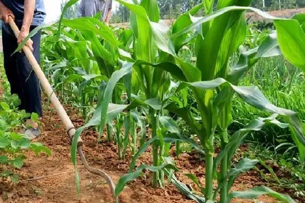 九衡517玉米种子简介，每亩种植密度5000株
