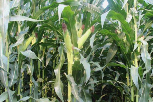 东单2184玉米种简介，每亩适宜种植密度4500株