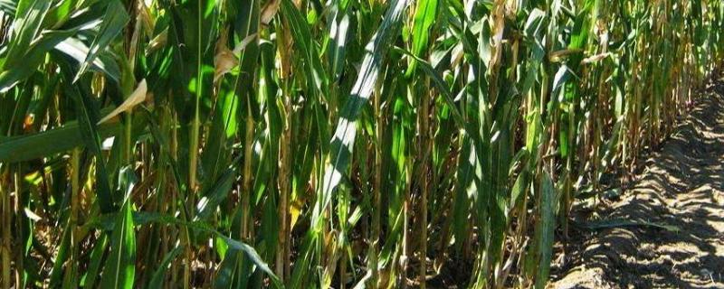 东单2184玉米种简介，每亩适宜种植密度4500株