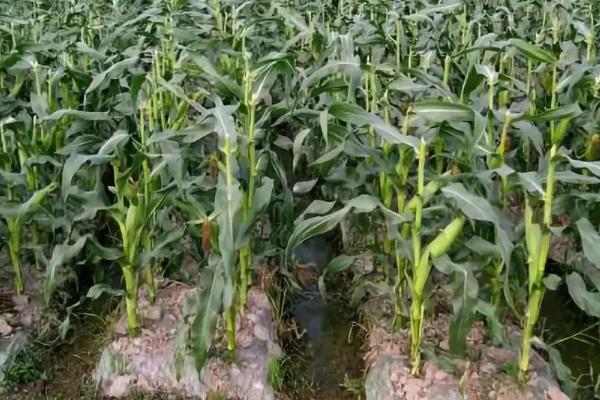 Q160玉米种子介绍,注意防治病虫草害