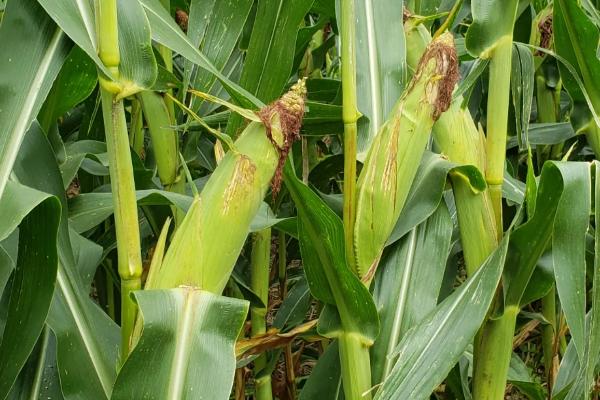 诚信701玉米种子特征特性，适宜播种期4月下旬至5月上旬