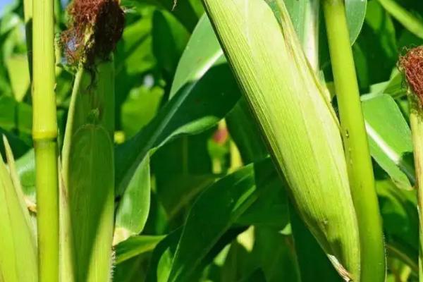 Q160玉米种子介绍,注意防治病虫草害