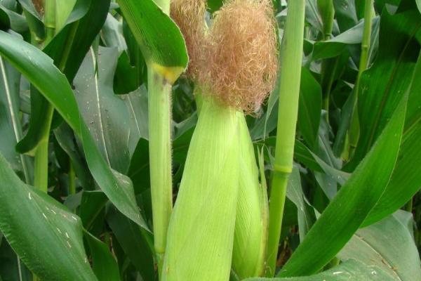 东单2184玉米种简介，每亩适宜种植密度4500株
