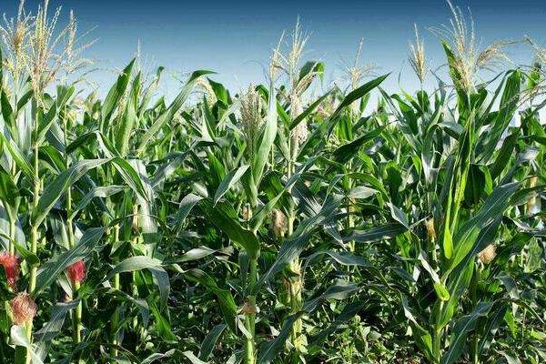 德科833玉米品种的特性，注意防治大斑病和穗腐病