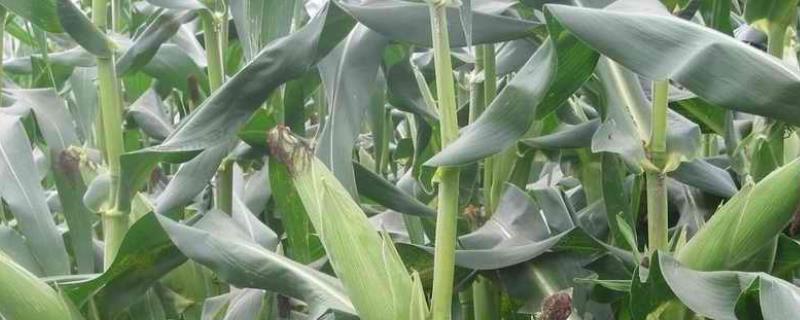 豫禾516玉米种子特征特性，4月下旬至5月上旬播种