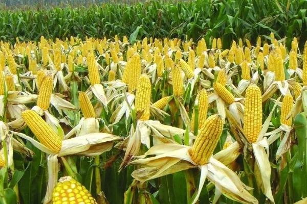 金丰捷607玉米种子特征特性，播种前用种衣剂拌种