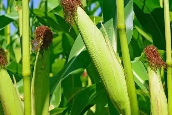 雅玉316玉米品种的特性,播种后如土壤墒情不好