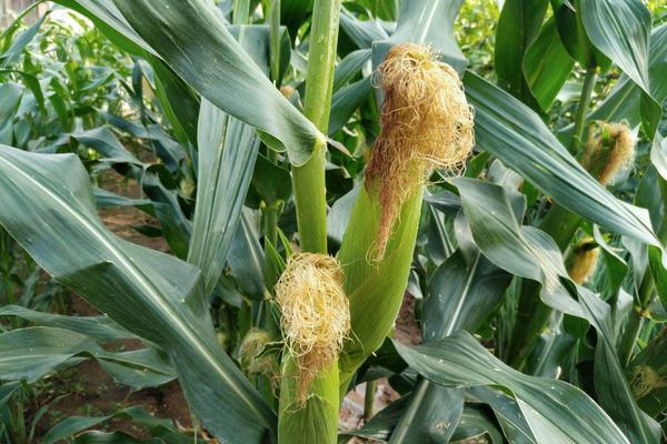 雅玉316玉米品种的特性,播种后如土壤墒情不好