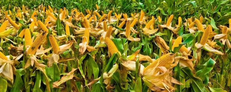 金乔717玉米种子简介，中抗茎腐病