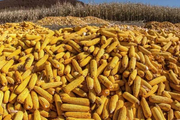 立原296玉米品种的特性，中抗弯孢叶斑病