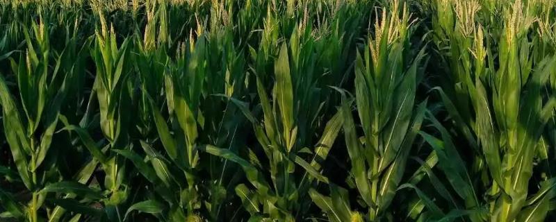 吉农大505玉米种子介绍，中抗茎腐病