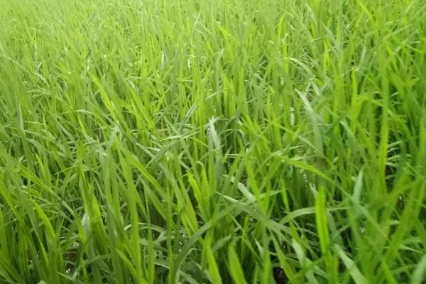 钻两优超占水稻种子特征特性，每亩基本苗达到6-7万苗
