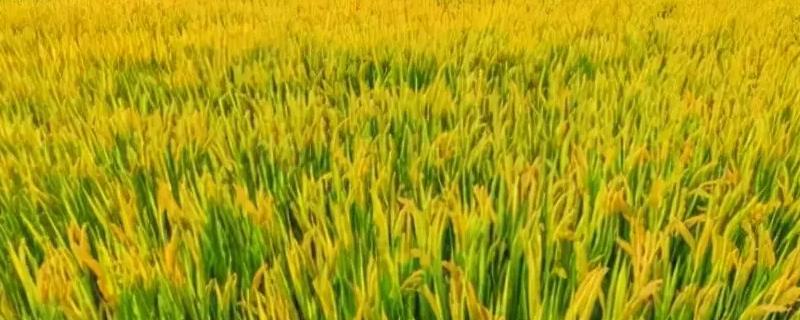 荃优760水稻品种简介，全生育期为136.5天