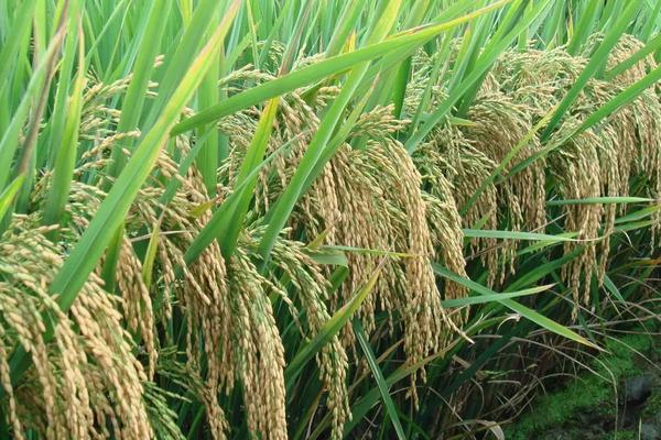 钻两优超占水稻种子特征特性，每亩基本苗达到6-7万苗