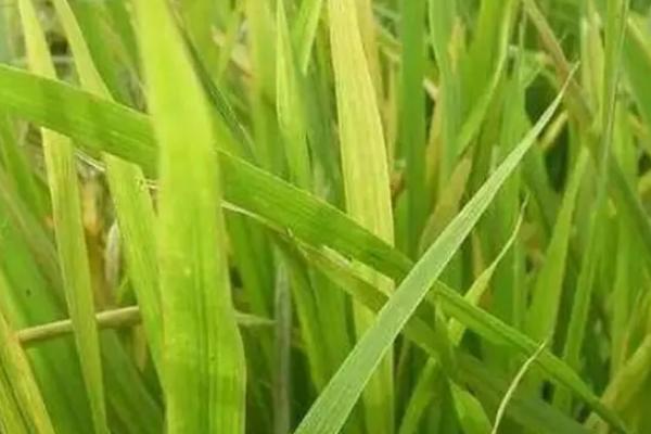 星粳1号水稻种子介绍，机插田在6月20-25号播种