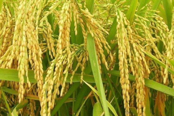 福农优101水稻种简介，每亩有效穗数15.9万