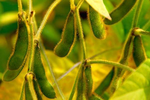 郓豆1号大豆种子介绍，适宜播期为6月上中旬