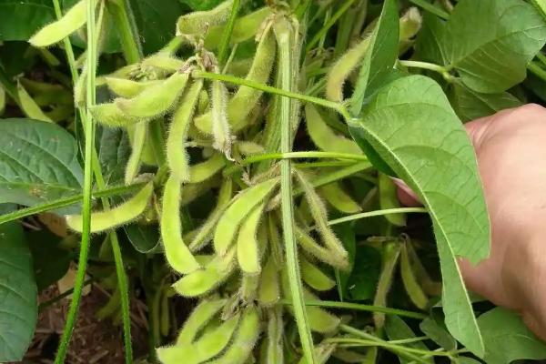 郓豆1号大豆种子介绍，适宜播期为6月上中旬