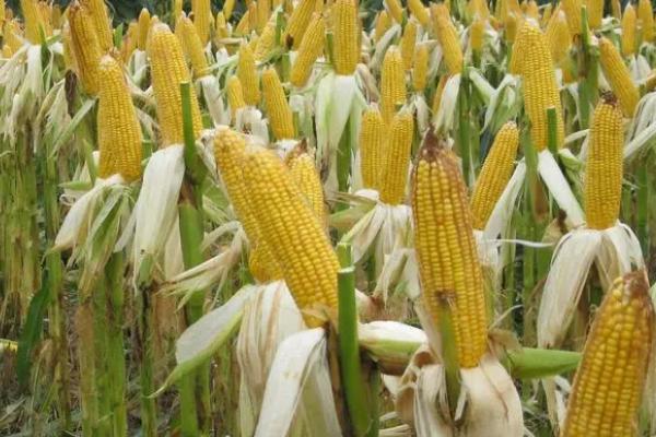 北青680玉米品种简介，大喇叭口期防治玉米螟虫
