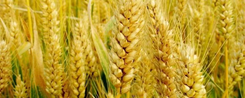百农219小麦种子特点，适宜播种期10月上中旬