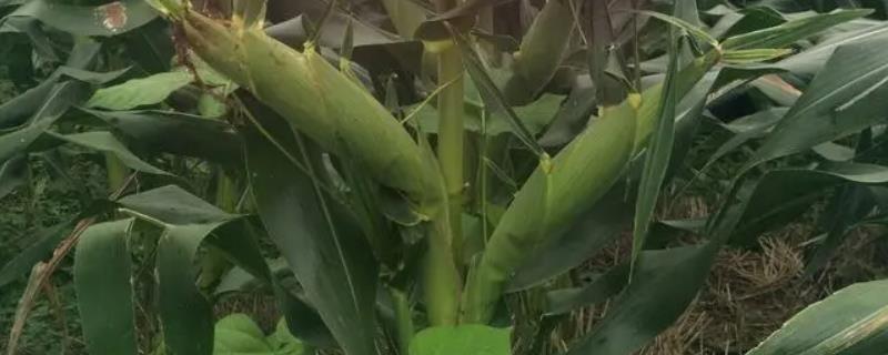 逍遥玉1号玉米品种的特性，播种后盖土均匀