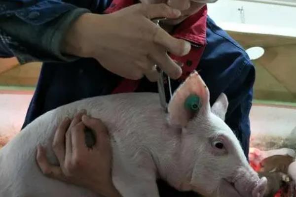 小猪身体和耳朵发紫的原因，主要是患有猪瘟、猪支原体肺炎等疾病导致